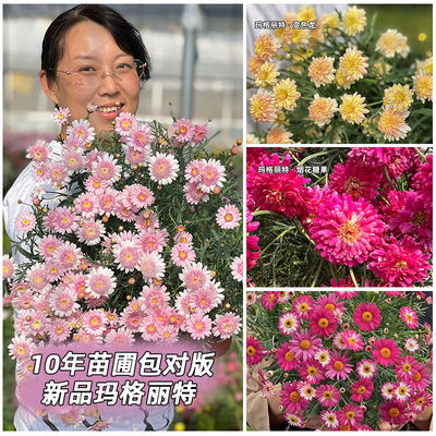 【4盆组合】10cm迷你小盆玛格丽特花苗小雏菊蓝玛茼蒿菊花量大