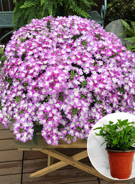 美女樱盆栽（满4盆包邮）四季多年生紫色趣味庭院阳台植物