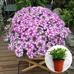 美女樱盆栽(满4盆包邮)四季多年生紫色趣味庭院阳台植物