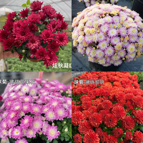 千头菊四季开花庭院种植易爆盆