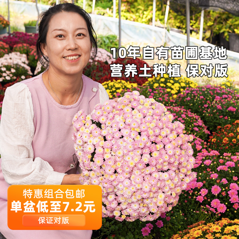 千头菊四季开花庭院种植易爆盆