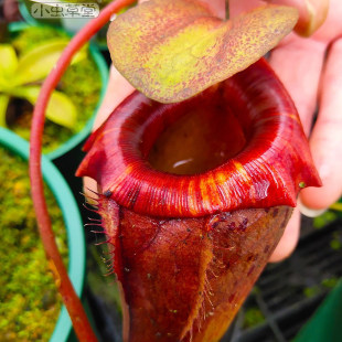 杏黄猪笼草小虫草堂直播03食虫植物盆栽食虫草稀有奇趣绿植驱蚊