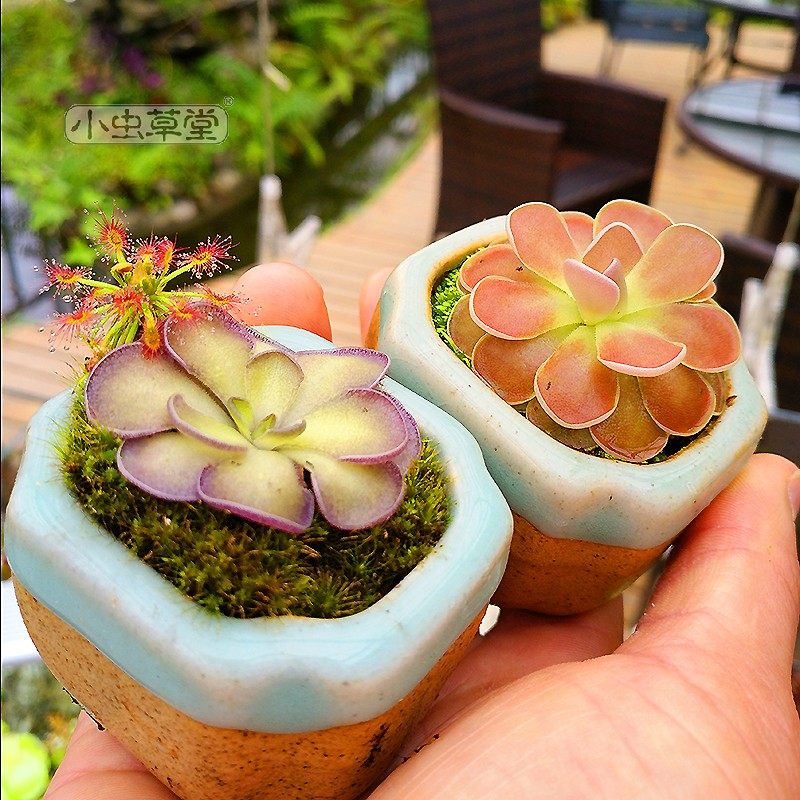 圆切捕虫堇吃虫小黑食虫草食人花