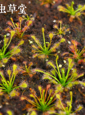 长柄茅膏菜D.intermedia毛毡苔食虫植物盆栽小虫草堂食虫草捕蝇草