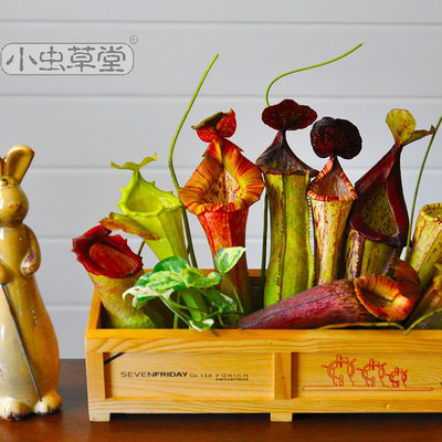 猪笼草笼子瓶子草鲜花切花标本小虫草堂花束花材直批水养家庭花店