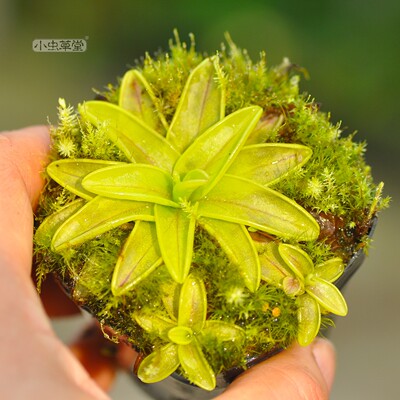 樱叶捕虫堇小虫草堂食虫植物盆栽重瓣绿植办公室花卉水培捕蝇草吃