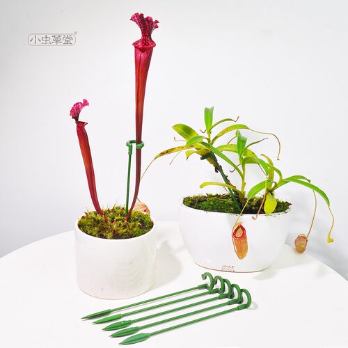 植物防倒支撑杆花架护叶