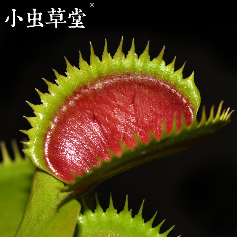绿色食人鱼捕蝇草超大大嘴食虫草