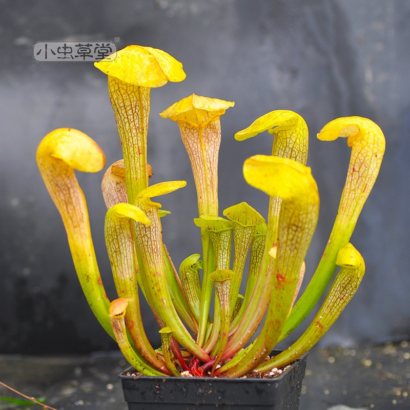 锤子头瓶子草珍稀品种