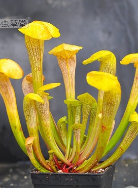 锤子头瓶子草悍马小虫草堂吃苍蝇食虫植物盆栽稀有贵货黄色阳台