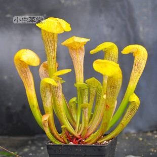 锤子头瓶子草悍马小虫草堂吃苍蝇食虫植物盆栽稀有贵货黄色阳台