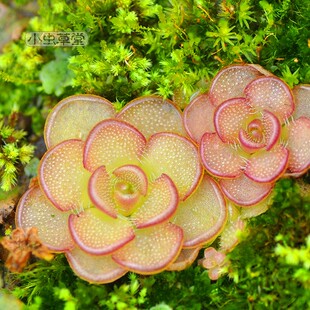 近藤捕虫堇食虫植物吃虫小黑飞蚊多肉植物盆栽食虫草食人花捕蝇草