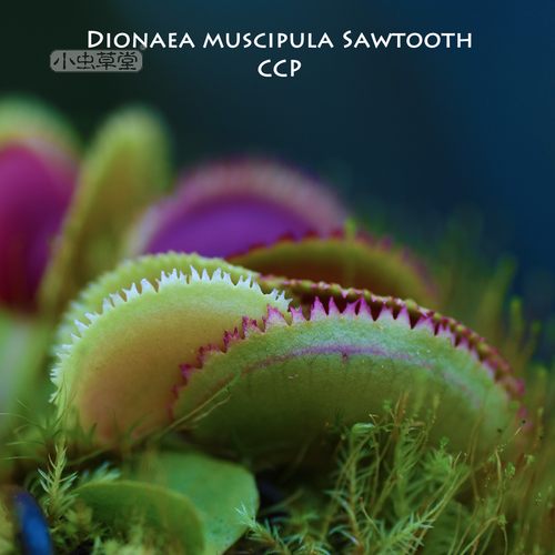 捕蝇草集合2皇家红十字牙三文鱼汤勺黄色融兔齿异形护士G16维纳斯