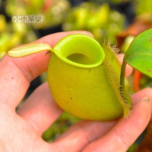 绿苹果猪笼草小虫草堂食虫植物直播9地笼超萌热带植物室内食虫草