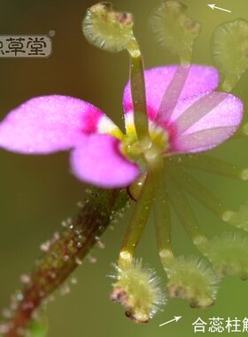 丹波花柱植物食虫盆栽奇花异草