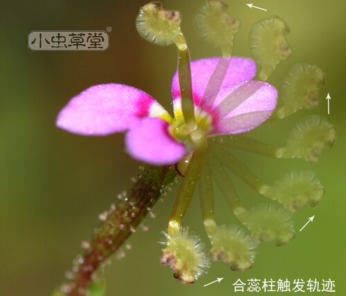 丹波花柱植物食虫盆栽奇花异草