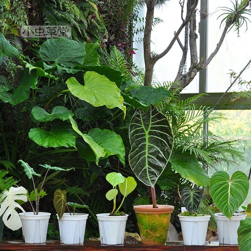 包邮室内花烛海芋蔓绿绒