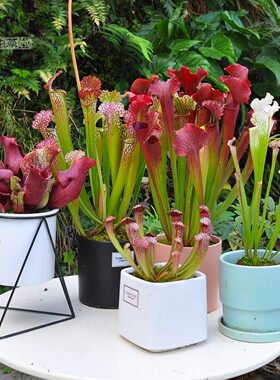 瓶子草盆栽小虫草堂白铠甲查尔逊朱迪思紫色食虫植物捕蝇草猪笼草