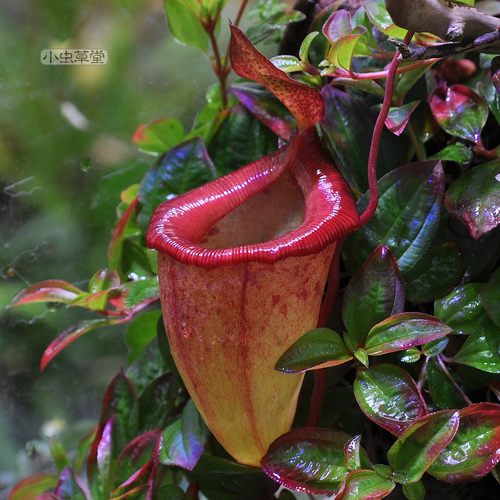 马桶猪笼草交种奶油瓶 辛布亚x葫芦实生苗小虫草堂食虫植物直播10