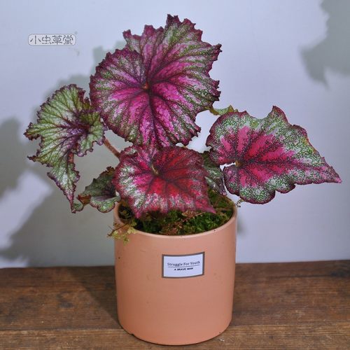 秋海棠 小虫草堂盆栽黑骑士五彩蜗牛焰火圣尼克室内观叶植物喜阴