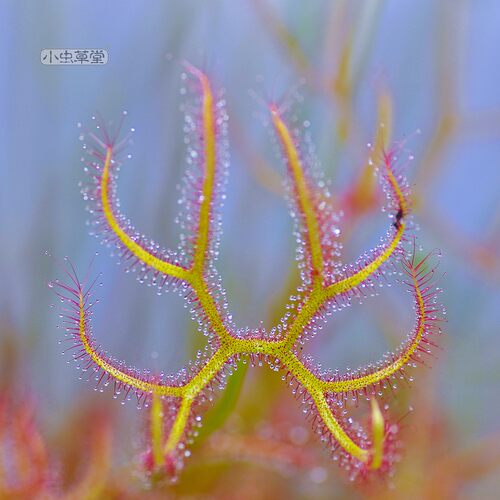 茅膏菜多叉二四巨大型杀蚊子植物