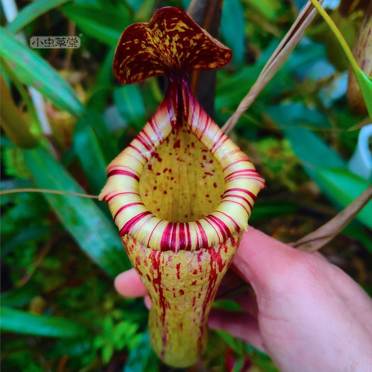 葫芦x博世猪笼草小虫草堂食虫植物盆栽食肉稀有室内绿植好种易养,鲜花速递/花卉仿真/绿植园艺,食虫植物,淘宝优惠券,粉丝福利购,淘宝优惠卷