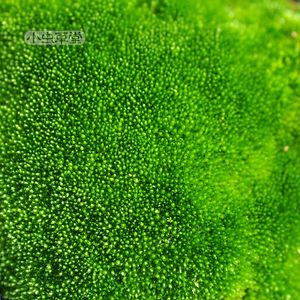 小虫草堂鲜绿羊绒蕨类植物苔藓