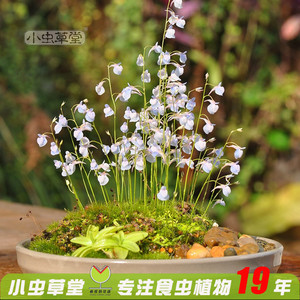 禾叶狸藻布朗歇海妖女小虫草堂食虫植物盆栽小白兔子小蓝挖耳草