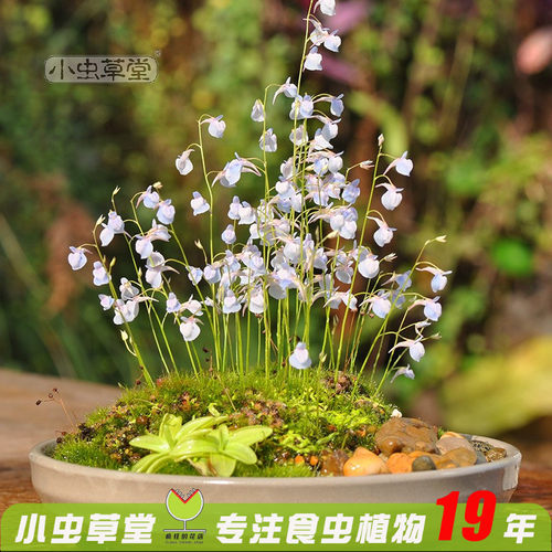 禾叶狸藻布朗歇海妖女小白兔