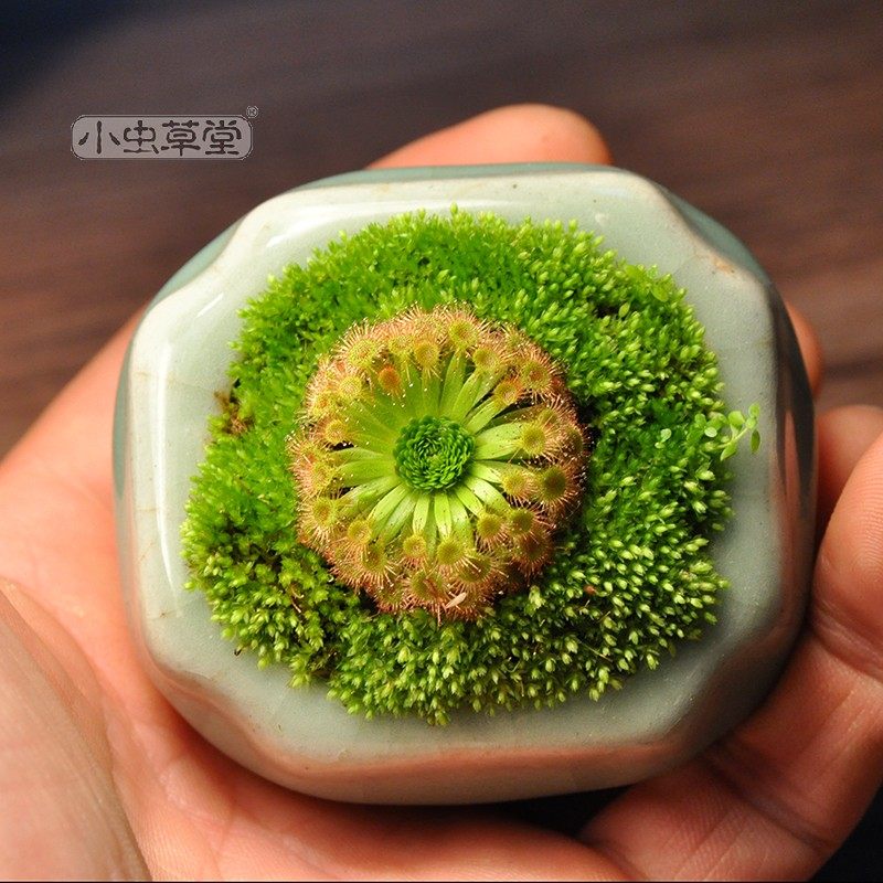 金丝绒茅膏菜小虫草堂迷你茅生态创意微景观可爱小食人花毛毡苔