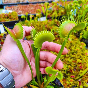 巨型鲨鱼捕蝇草 小虫草堂食虫植物恶魔巨夹鲨鱼齿G16荷兰矮巨人