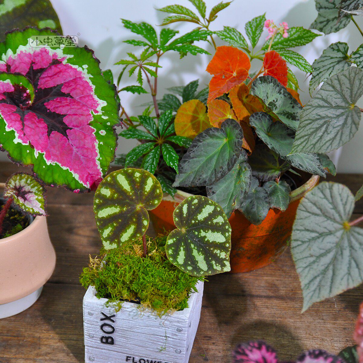 巨大叶北越秋海棠室内四季观叶