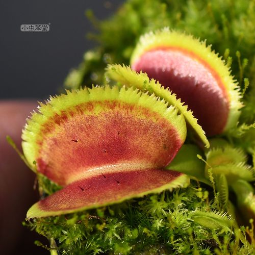 怒齿捕蝇草直播13吃蚊子苍蝇食虫草盆栽食虫植物小虫草堂吃人花