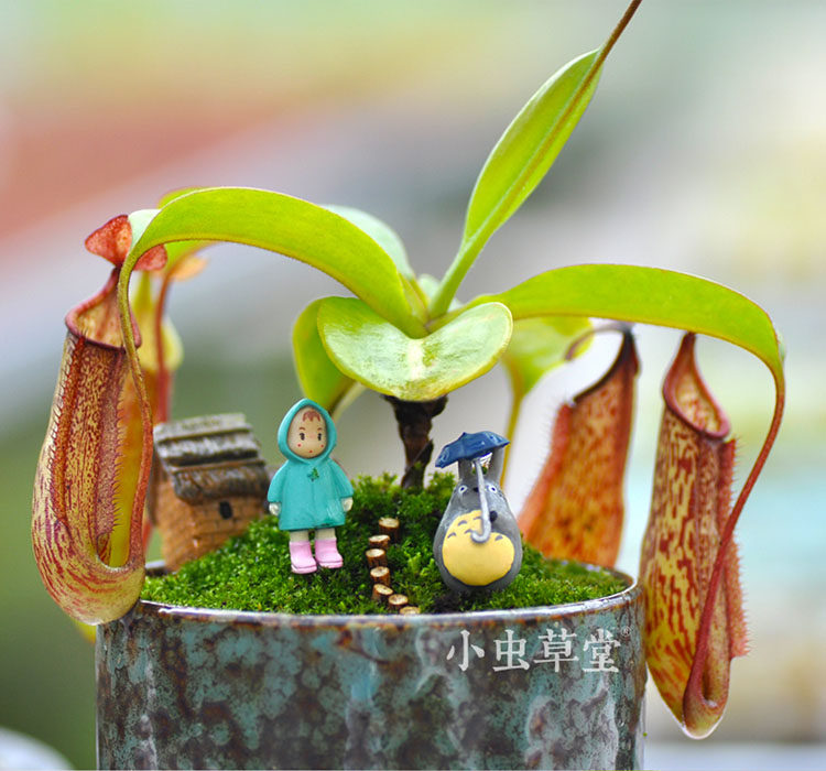 红斑猪笼草小虫草堂食虫植物苗盆栽盆景花卉食虫草驱蚊草捕虫草