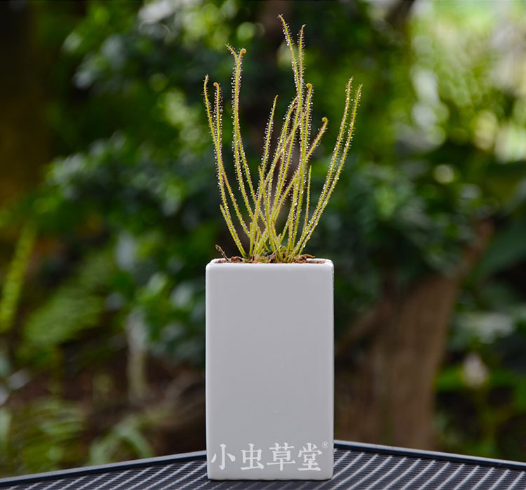 丝叶茅膏菜-红色腺毛-小虫草堂食虫植物盆栽花观叶食虫草食人花
