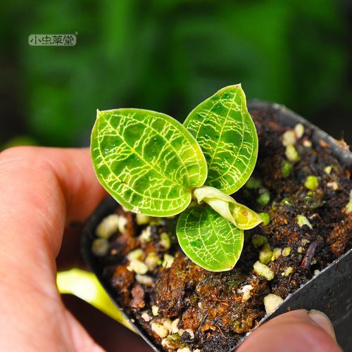 电光宝石兰血叶兰小虫草堂