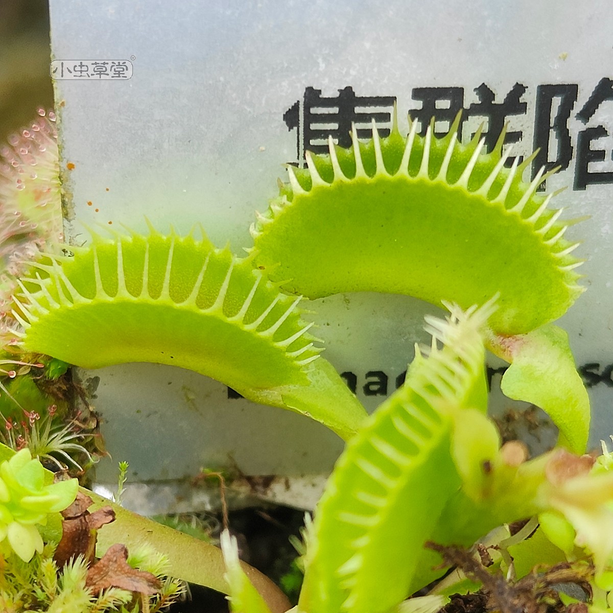 集群陷阱捕蝇草梳子食虫稀有贵货