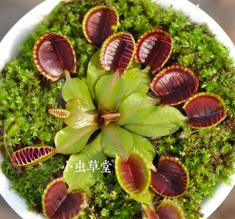 杯夹捕蝇草小虫草堂食虫植物盆栽食虫草食人花种孑猪笼草吃驱蚊草,鲜花速递/花卉仿真/绿植园艺,食虫植物,淘宝优惠券,粉丝福利购,淘宝优惠卷