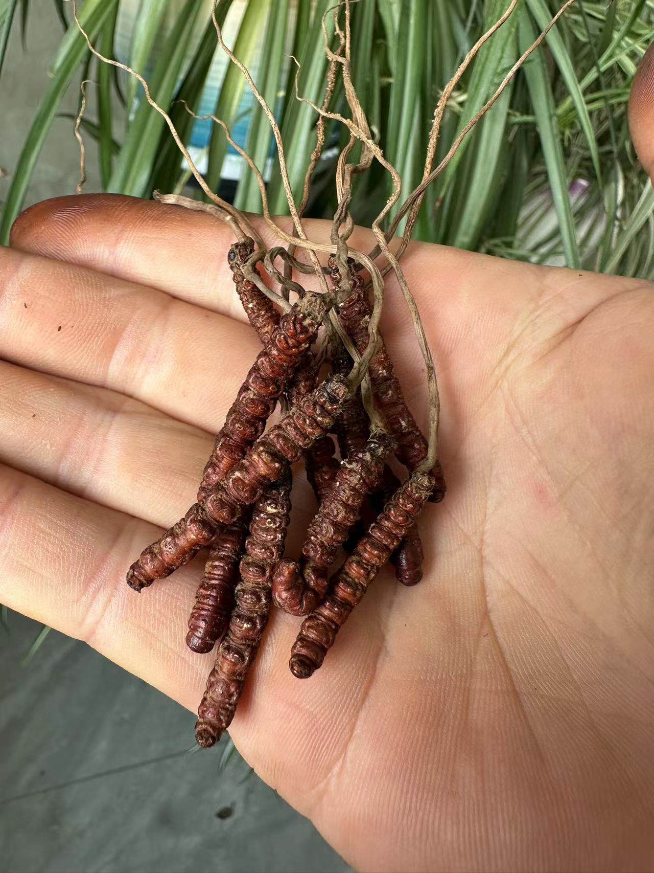 云南昭通大关县高山上野生冬虫夏草中药材可泡酒炖汤生吃十条包邮