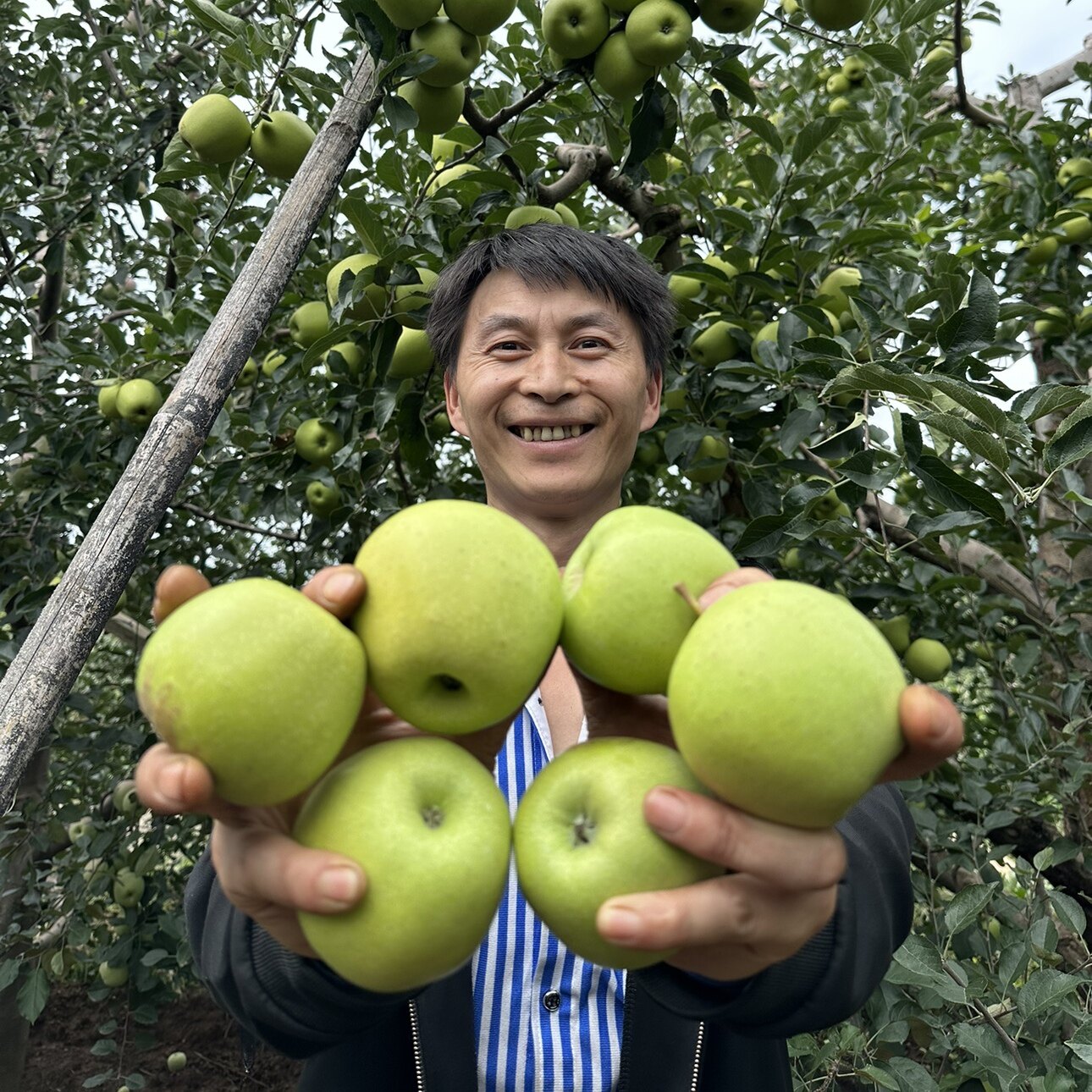 新鲜现摘现发现货金帅老品种青苹果酸脆甜口感九斤装包邮小苹果