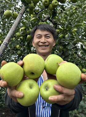 新鲜现摘现发现货金帅老品种青苹果脆甜可口九斤装包邮小苹果