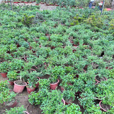 罗汉松榆树白蜡庭院楼顶净化空气