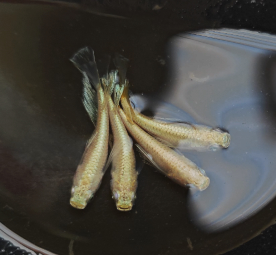 观背青鳉鱼卵观赏鱼冷水鱼魔法鱼不打氧星光小型锦鲤淡水好养群游