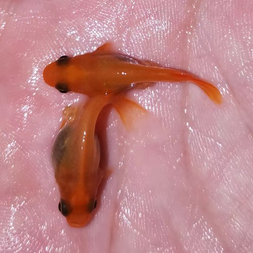 观背青鳉 冷水鱼广温鱼稻田鱼初恋球体 红色系