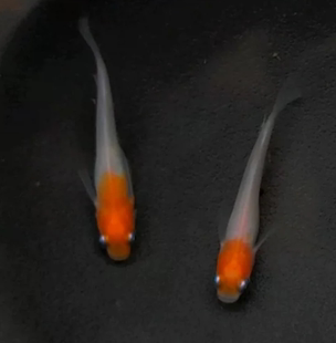 不打氧小型锦鲤冷水鱼观背青鳉好养观赏鱼小町红白魔法鱼古法养鱼