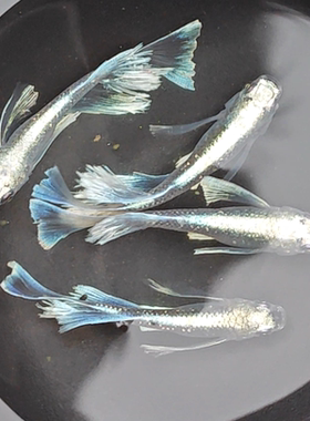 观背青鱂中里真长鳍玛利亚长鳍干支古法养鱼冷水魔法鱼飘逸观赏鱼