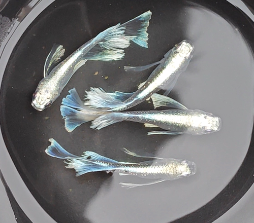 观背青鱂中里真长鳍玛利亚长鳍干支古法养鱼冷水魔法鱼飘逸观赏鱼