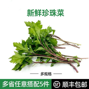 新鲜当归苗珍珠菜500g红根草狼尾花珍珠花菜田螺菜扯根菜顺丰包邮