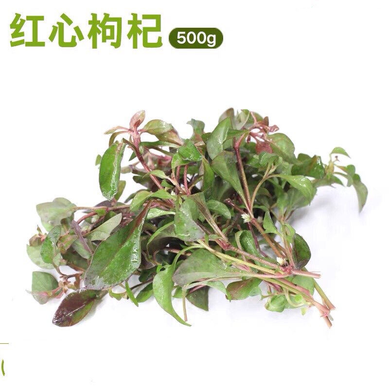 新鲜红枸杞叶 酒店野菜红叶枸杞 红心枸杞菜 天精萆野菜 食菜500g