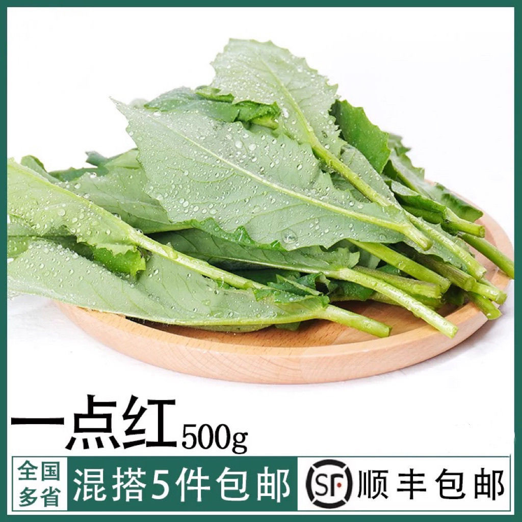 新鲜一点红野菜酒店特色菜叶下红背叶羊蹄草鲜品清热凉茶500g顺丰